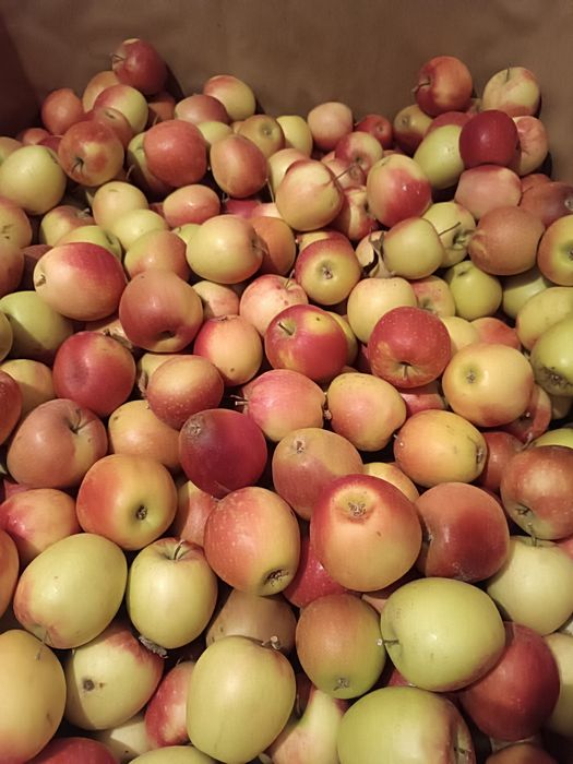 Продам яблоки трёх сортов