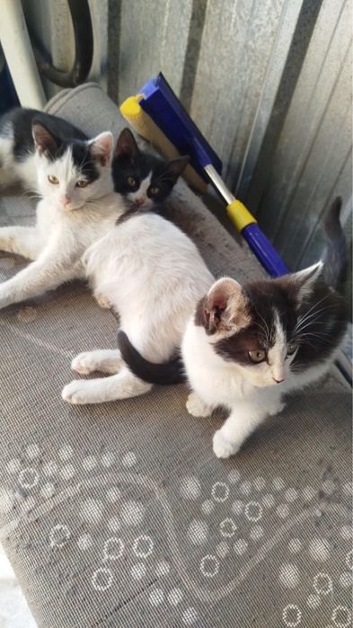 Отдадим котят в хорошие руки