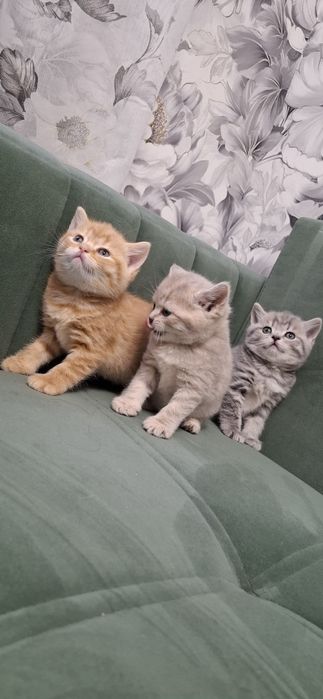 Шотландские котята