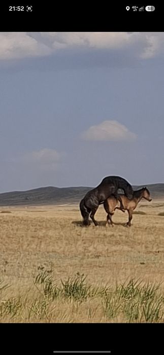 Жеребец новоалтаец