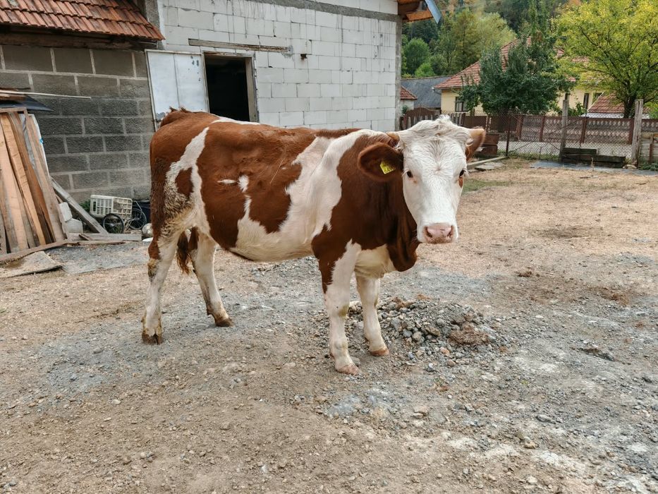 Vând  vitea  vârstă 9 luni