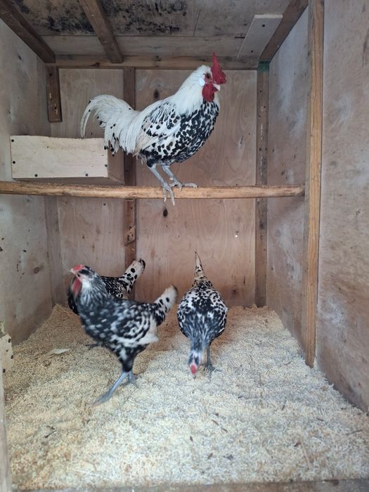 Gamburg tovuq tuxumlari sotiladi 15 000 ming so‘mdan