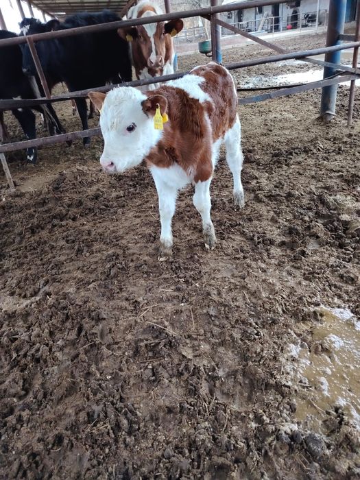 Сментал бузок сотилади