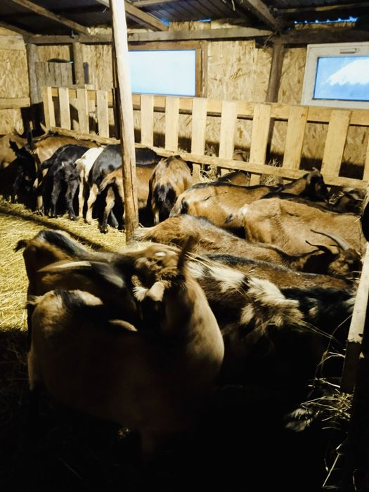 Capre anglo nubian si alpine franceze