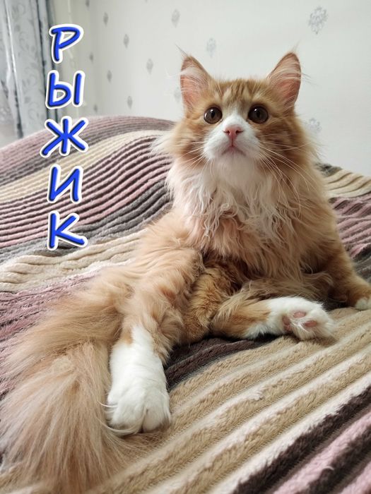 Отдам котёнка - солнечный мальчик.