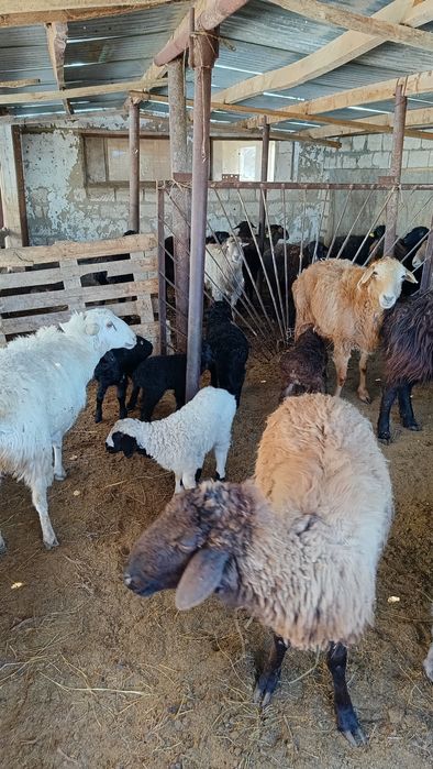 Қозылы қойлар сатылады.