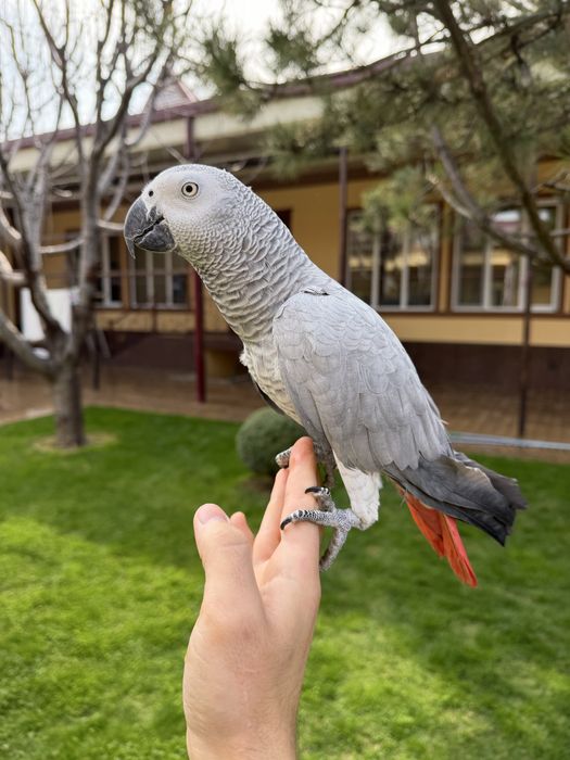 Жако сотилади 10 тача гапи бор яхши гапиради ручной, мода.
