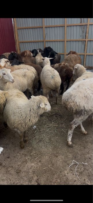 Семіз қой баран овцы