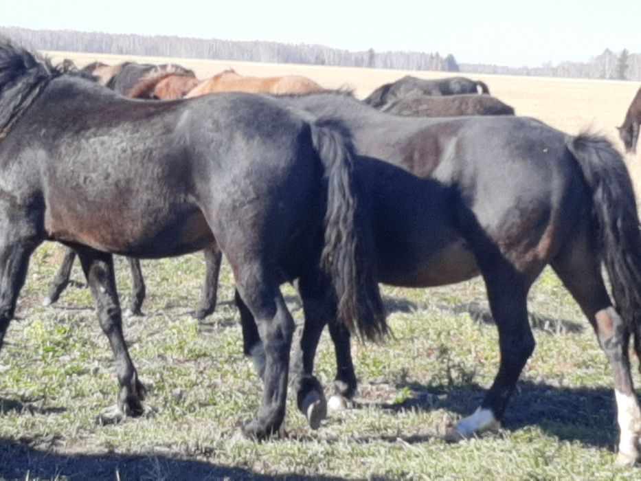 Продам лошадей в табуне.