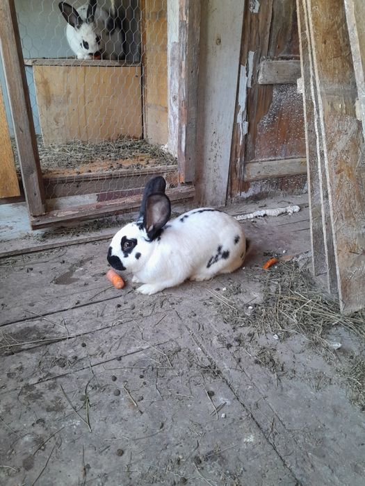 Mascul fluture german schimb