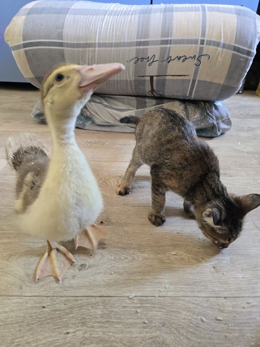 Есть уточки 2 шт продам не дорого!!!