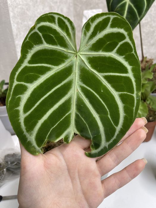 Антуриум кристалл хоуп