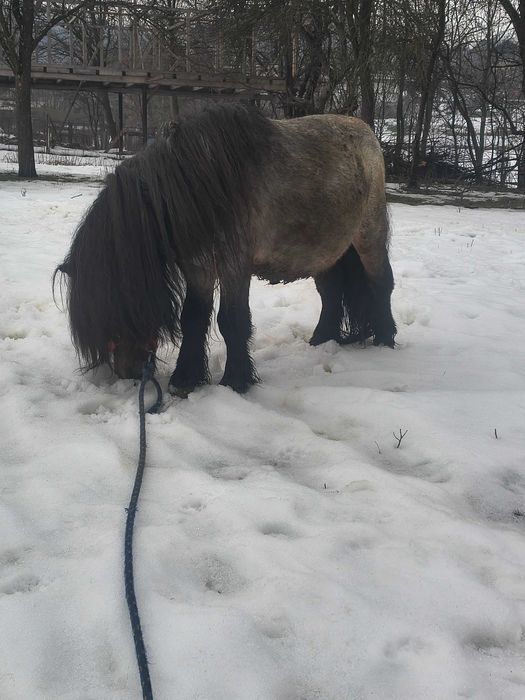 Vând ponei armăsar