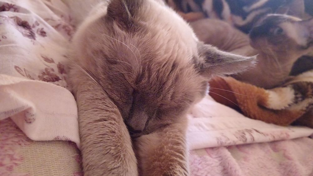 Отдам кота в хорошие руки