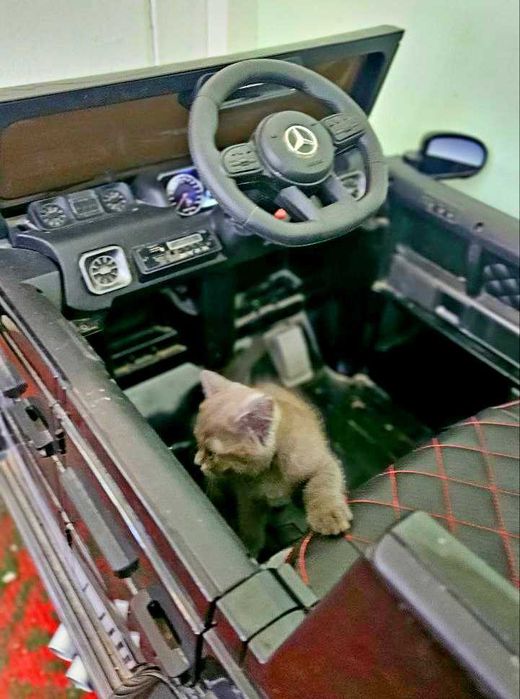 Кошка шотландский