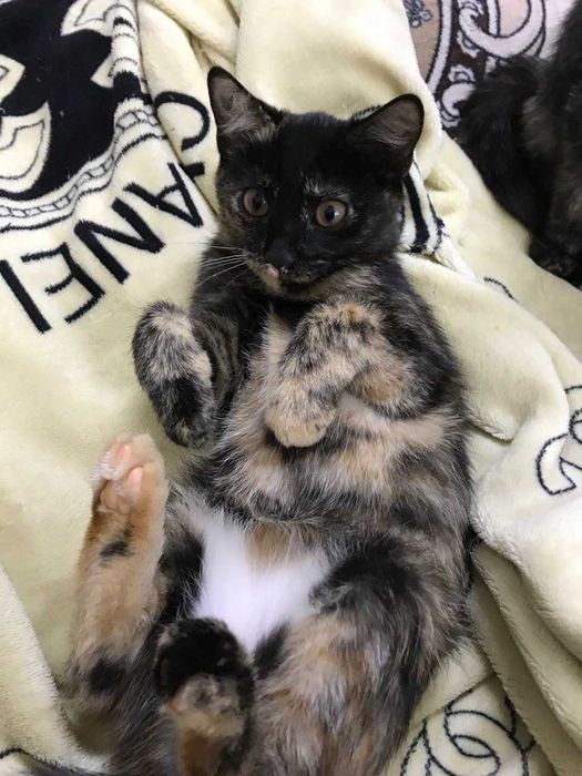 Отдам котят в хорошие руки