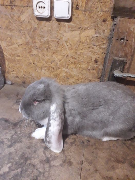 Кролики бараны !