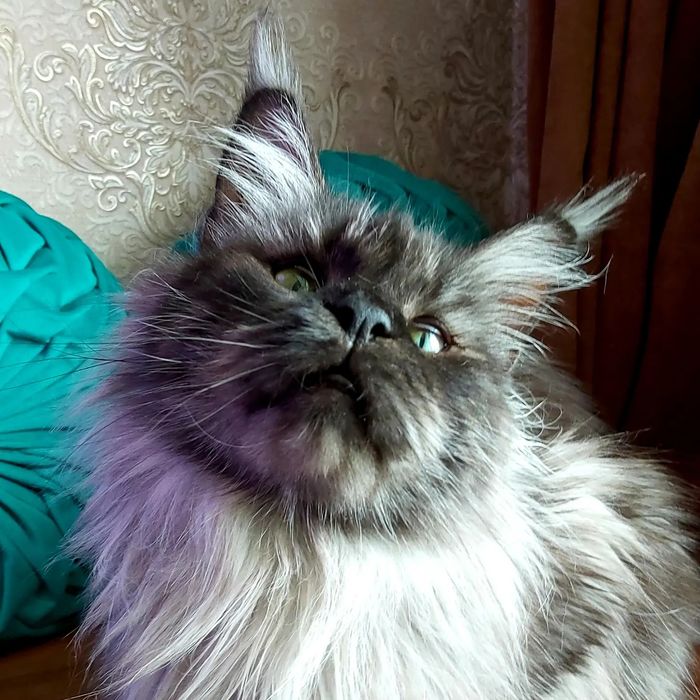 Мейн- КУНЧИКИ! Котята- Мальчики и девочки ! От 2х мес