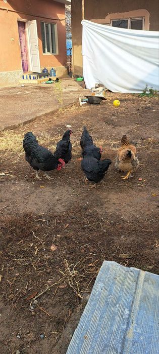 Хороз товула сотилади