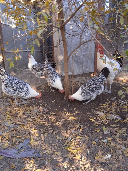 Разплодни яйца от Източно -Фризийска Чайка -изключително красива