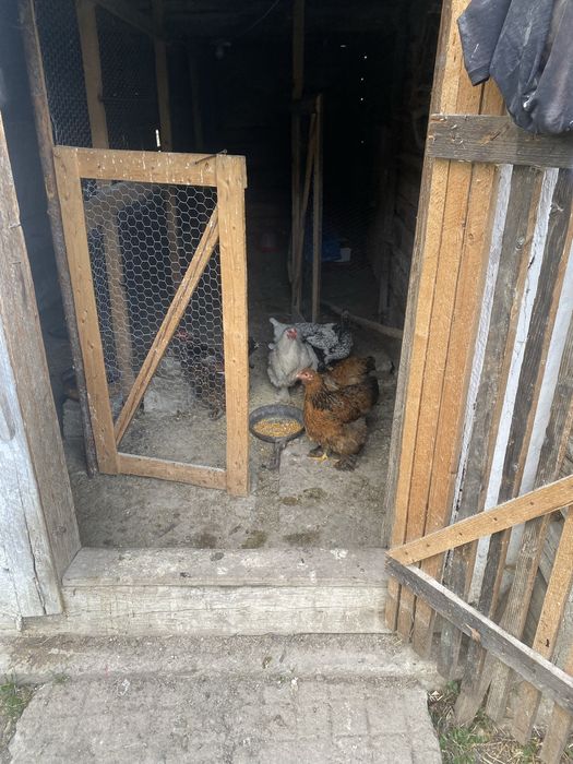 Gaini de rasa si cocosi de rasa brahma si windotte