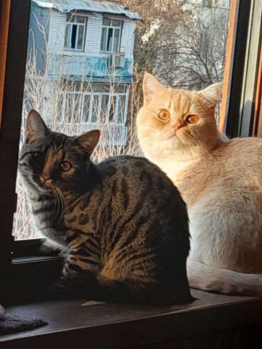 Бенгаль мушукча сотилади