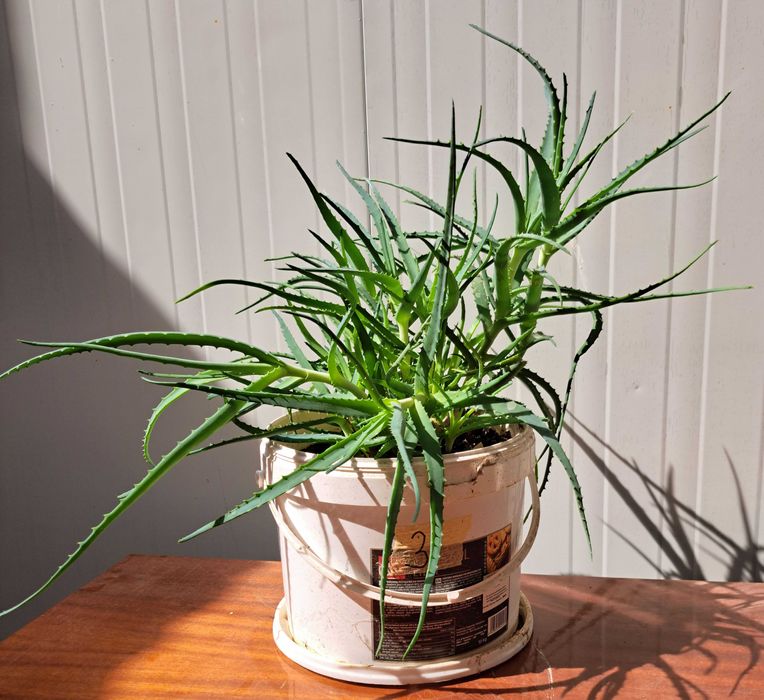 Продавам растение Алое (Aloe Аrborescens) в саксия