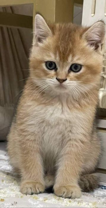 Предлагается кот золотая шиншилла для вязки.