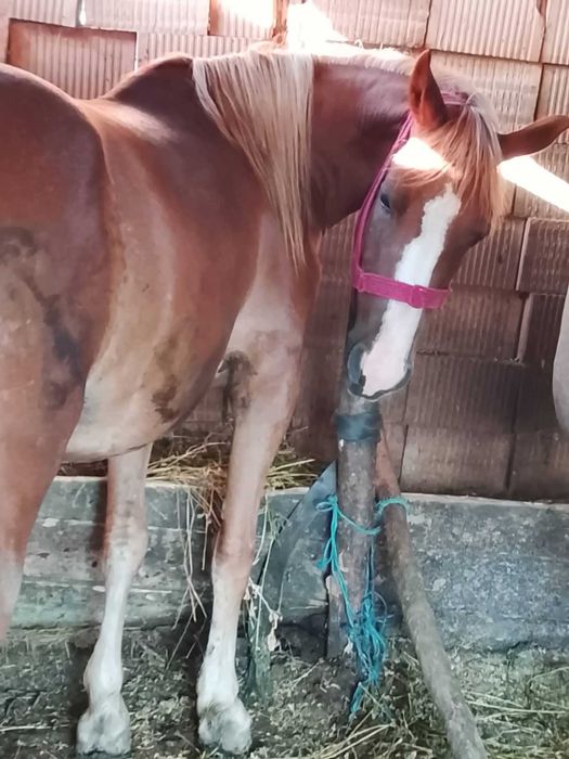 Iapa de 2 ani și armăsar de 5 ani de vânzare. Blânzi, învățați la căruță. Pentru mai multe detalii sunați la Nr 0736827044
