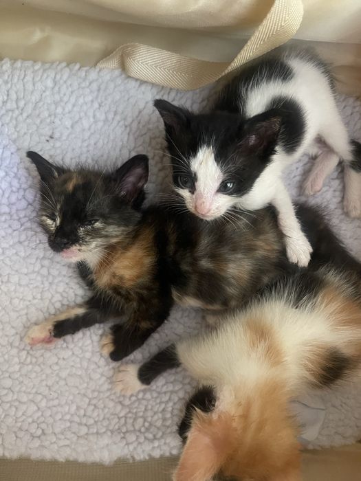 5 прекрасни котенца търсят дом