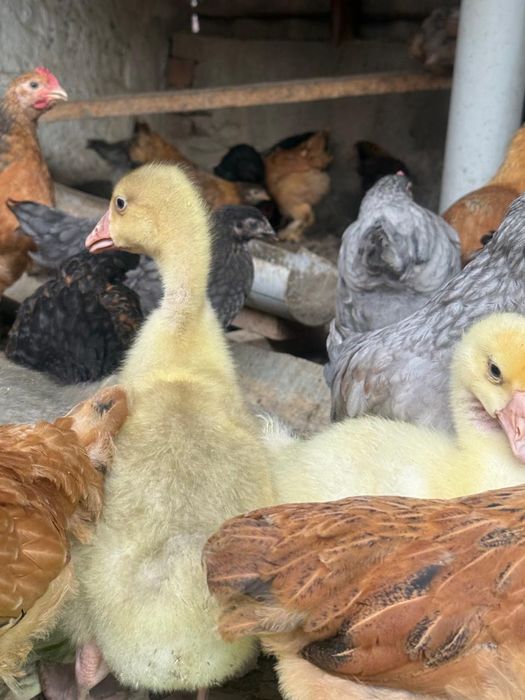 Гусята линда 5000т