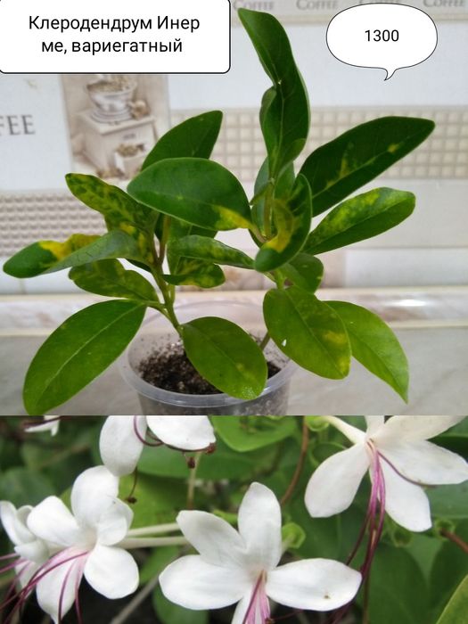 Продам комнатные цветы