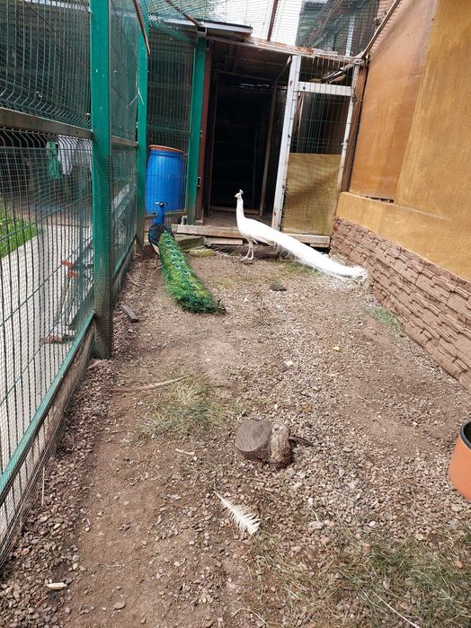 Vand pauni umeri negri si alb