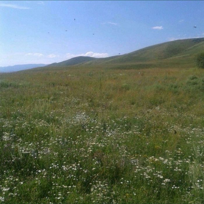 ГРЕЧИШНЫЙ мёд с горчинкой, как полагается
