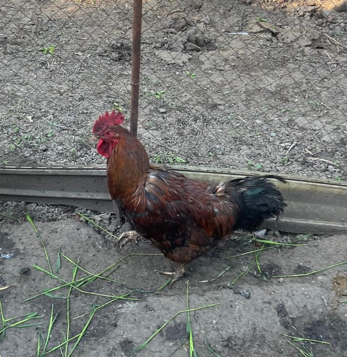 Продам домашних петухов