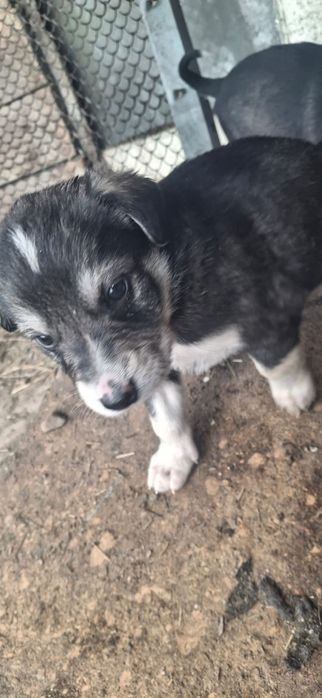 Щенки для охраны