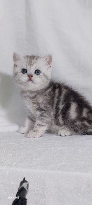 Продаётся  девочка  очень  крупная  моаморное серебро