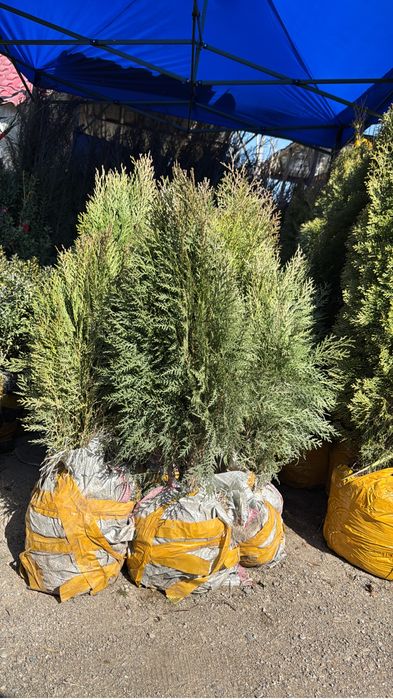 Продаются туи книжки оптом