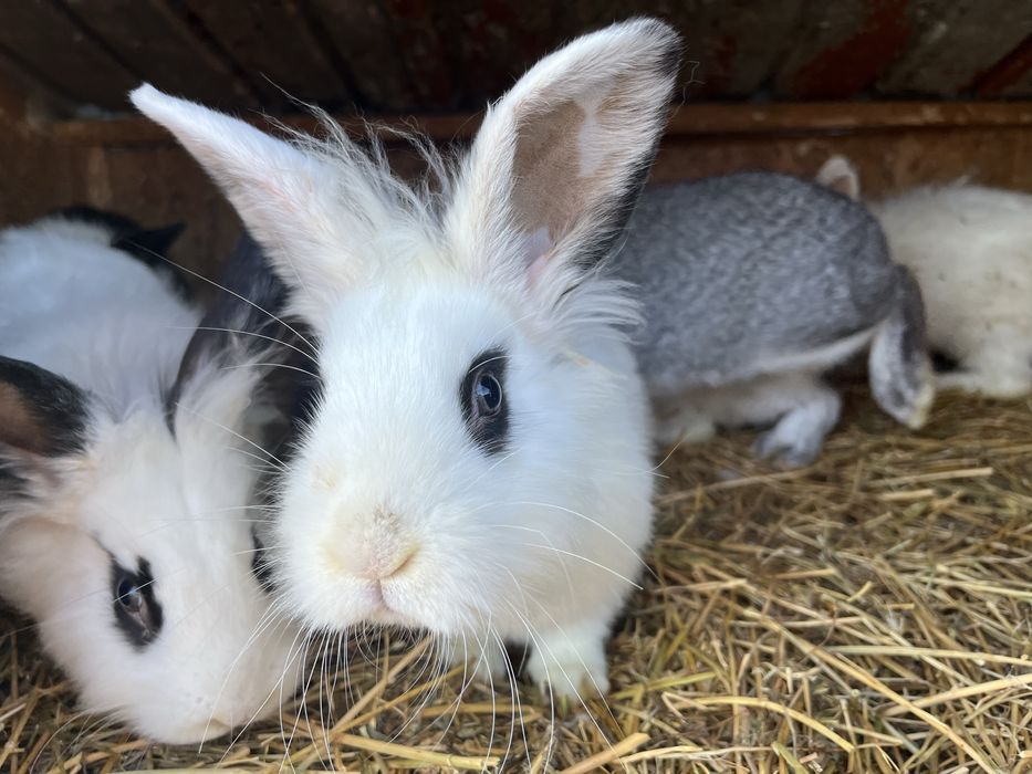 Vând iepuri, varsta de 4 luni