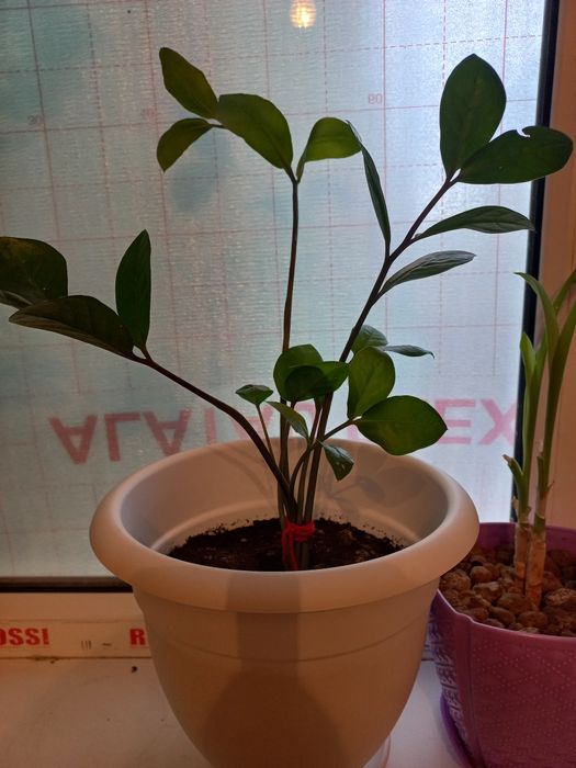 Срочно продам цветы