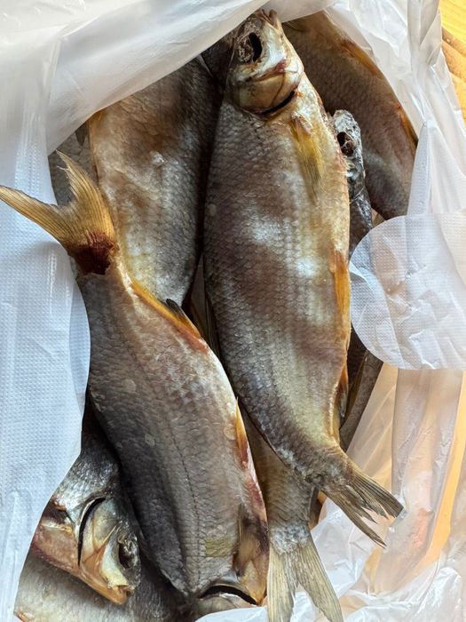 Сущенные рыбец, Кепкен балық Рыбец. Штугы 1500