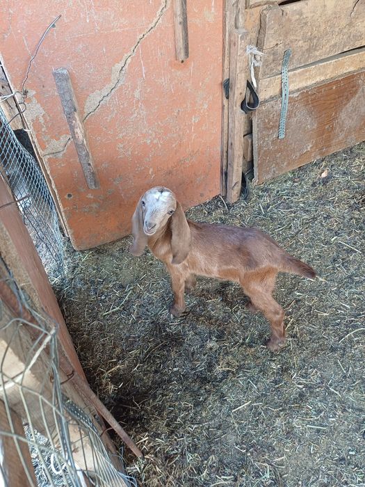 Таза канды сутты линянын каны