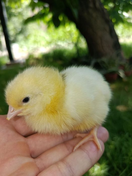 Juja sotiladi optom / dona
