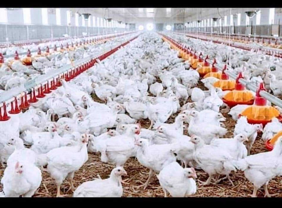 Ferma de pui si gaini