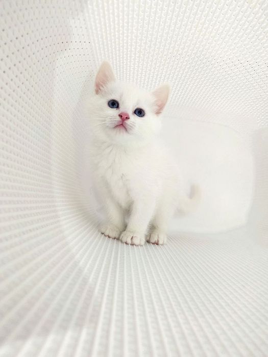 Turk angorasi oyinqaroq ogil bola