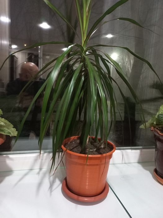 Продам комнатный цветок