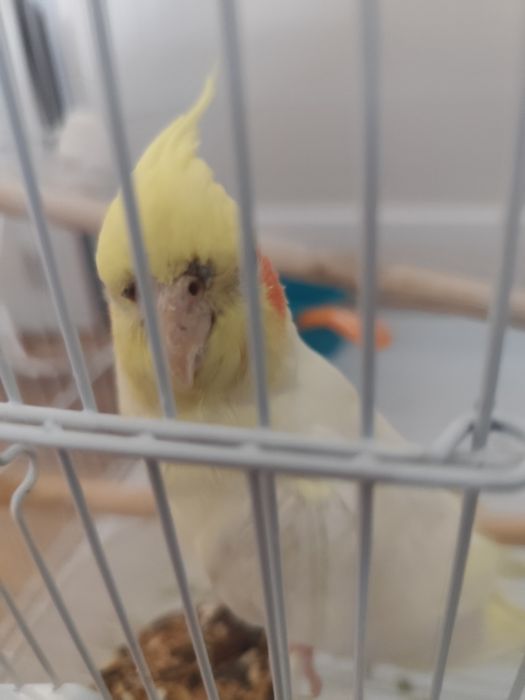 Продам папогая корелла