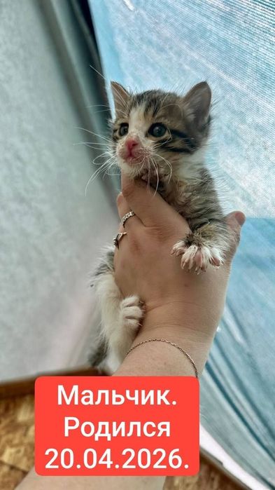 Котята в добрые руки