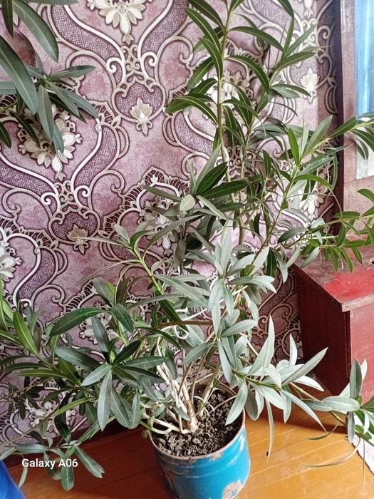 500 mingdan donasi