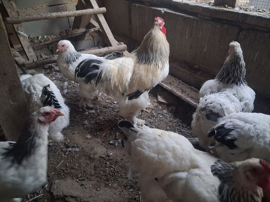 Продам петуха Брама